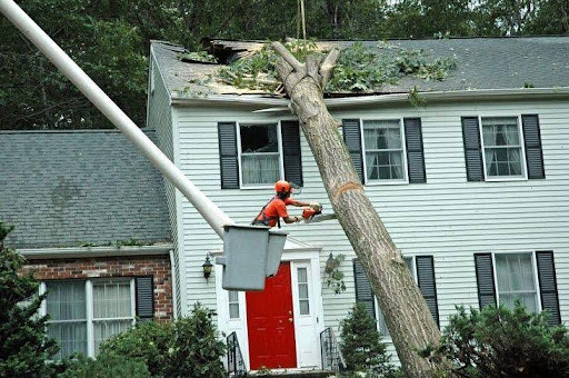 Efficient Removal of Dead Trees